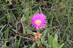 Carpobrotus quadrifidus
