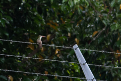 Leucolia viridifrons