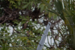 Leucolia viridifrons