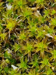 Syntrichia