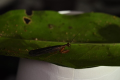 Bantiinae