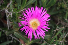 Carpobrotus quadrifidus