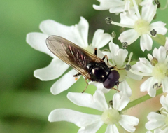 Cheilosia pagana