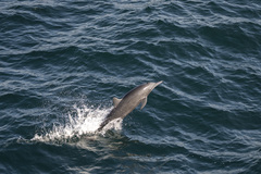 Stenella longirostris