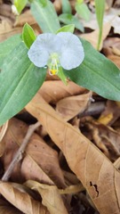 Tradescantia ozarkana