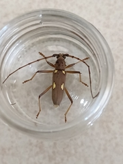 Eburia maccartyi