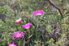 Carpobrotus quadrifidus