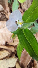 Tradescantia ozarkana