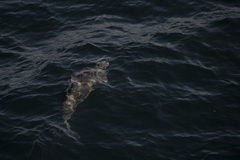 Stenella longirostris