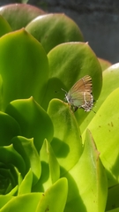 Callophrys xami