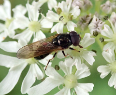 Cheilosia pagana