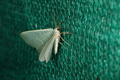 Phaiogramma etruscaria