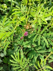 Mimosa diplotricha