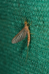 Ephemeridae