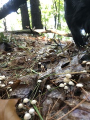 Marasmius capillaris