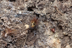 Amaurobius