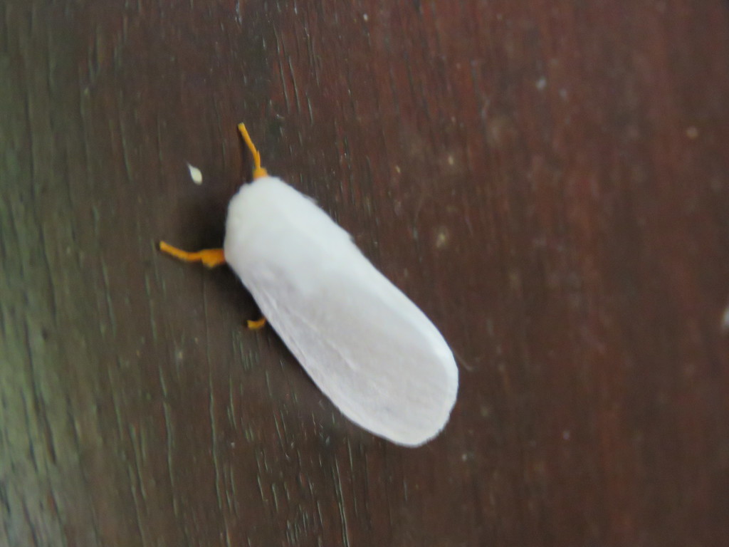 Leucoma ochripes