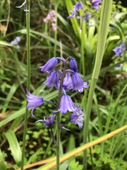 Hyacinthoides