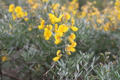 Calobota