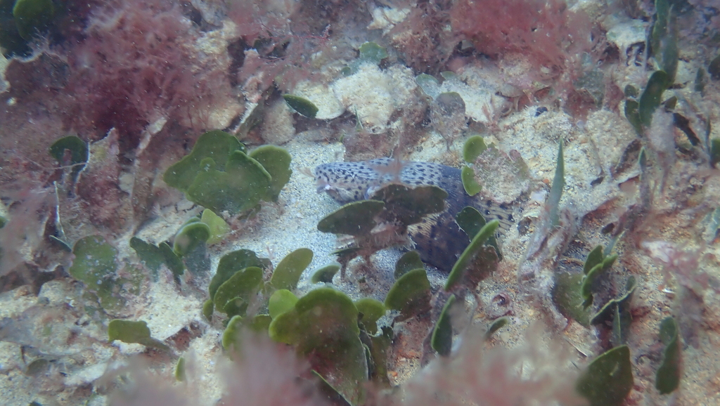 Spotted snake eel (Ophichthus ophis) — Ophichthidae