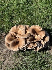 Fungi