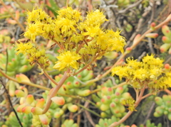 Sedum pachyphyllum