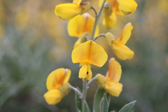 Calobota