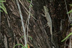Basiliscus vittatus