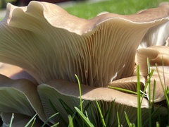 Fungi