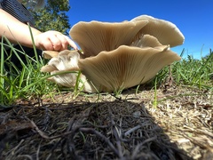 Fungi