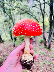 Amanita muscaria