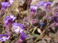 Chaenorhinum origanifolium