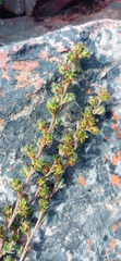 Cliffortia