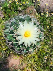 Coryphantha elephantidens