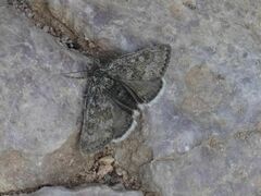 Metaxmeste phrygialis