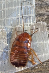 Periplaneta brunnea