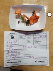 Cantharellus corallinus