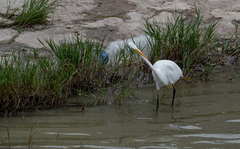 Ardea alba