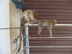 Macaca radiata