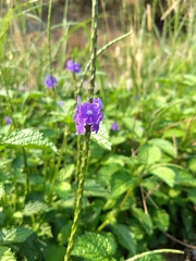 Stachytarpheta jamaicensis