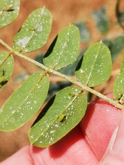 Acyrthosiphon caraganae