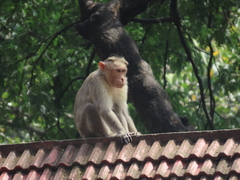 Macaca radiata