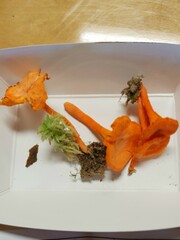 Cantharellus corallinus