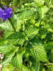 Stachytarpheta jamaicensis