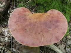 Fistulina hepatica