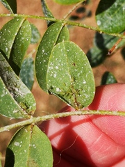 Acyrthosiphon caraganae