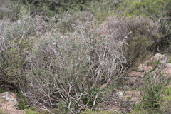 Wiborgia