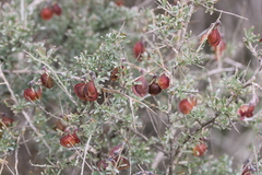 Wiborgia