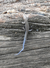 Plestiodon tetragrammus