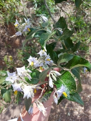 Solanum paniculatum